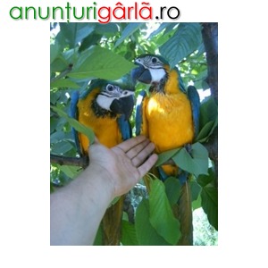 Imagine anunţ Vand diferite specii de papagali mari din propria crescatorie