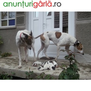 Imagine anunţ cateide ogar greyhound