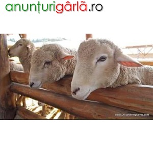 Imagine anunţ munca in ferme de animale