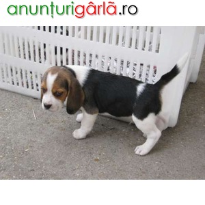 Imagine anunţ beagle tricolori 500 ron