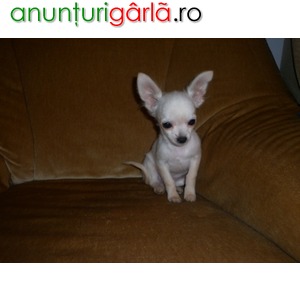 Imagine anunţ vand catelusi Chihuahua