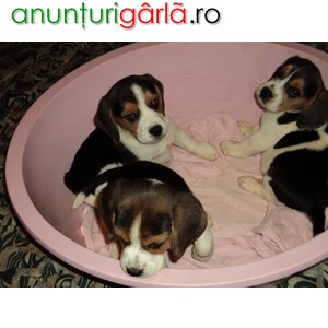 Imagine anunţ vand pui beagle