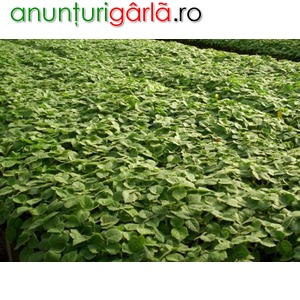 Imagine anunţ vindem plante de paulownia