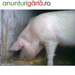 Imagine anunţ porc de vanzare