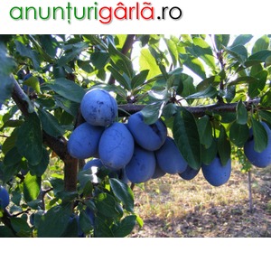 Imagine anunţ Plantare pomi fructiferi altoiti primavara 2013