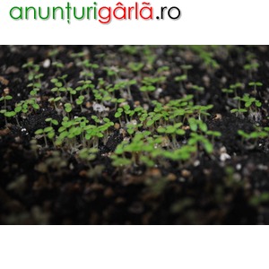 Imagine anunţ Seminte Paulownia gata germinate
