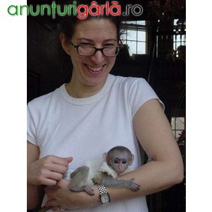 Imagine anunţ maimuță capuchino de vânzare - € 50