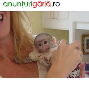 Imagine anunţ maimuţă capucin superba pentru copii în vederea adoptării