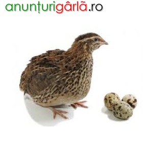 Imagine anunţ Comercializam oua de prepelita pentru consum/incubatie si pui de prepelita