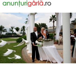 Imagine anunţ Porumbei albi pt. nunta Alexandria
