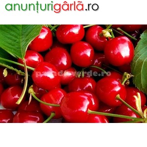 Imagine anunţ Vand pomi fructiferi trandafri nobili si plante ornamentale