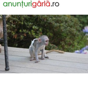 Imagine anunţ Sănătoase Maimuțele capucin adorabil pentru adoptare