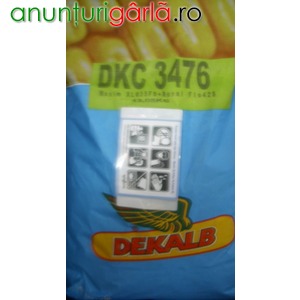 Imagine anunţ Vand seminte de porumb DKC3476 tel.0766226358
