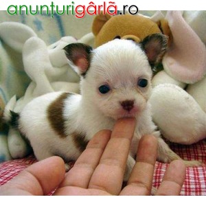 Imagine anunţ Chihuahua