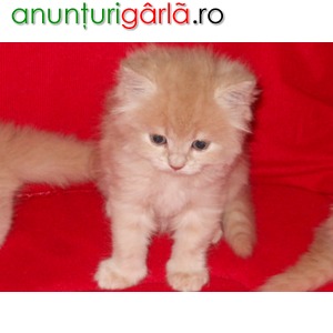 Imagine anunţ vand pui de pisica persana doll face