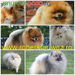 Imagine anunţ Pui Pomeranian cu pedigree
