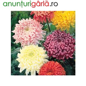 Imagine anunţ Rasaduri crizantema