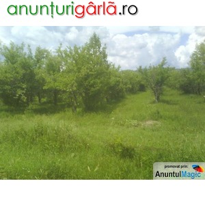 Imagine anunţ Vand teren cu livada pomi fructiferi Robesti Parscov - Buzau