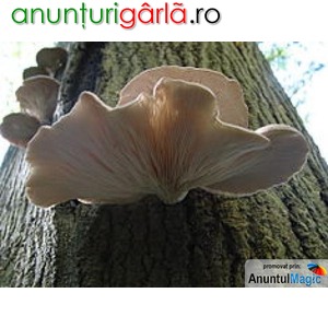 Imagine anunţ vind miceliu ciuperci pleurotus ostreatus