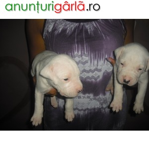 Imagine anunţ catei dog argentinian
