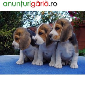 Imagine anunţ Beagle tricolori