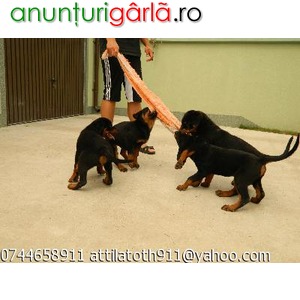 Imagine anunţ Rottweiler cu pedigree