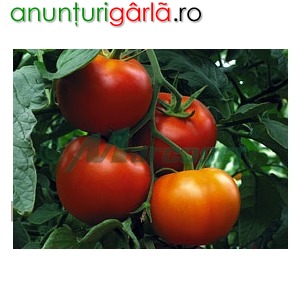 Imagine anunţ Seminte de tomate- Gravitet F1!