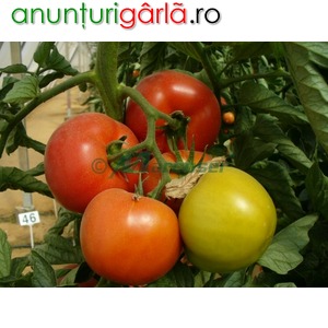 Imagine anunţ Seminte de tomate Rosaliya F1
