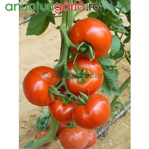 Imagine anunţ Seminte de tomate- Shirley F1!