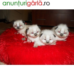 Imagine anunţ Vand 4 puiuti de pisica brimaneza