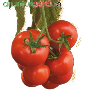 Imagine anunţ Vindem seminte de tomate Ivet F1