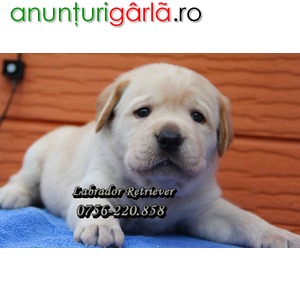 Imagine anunţ Labrador Retriever Auriu de Vanzare