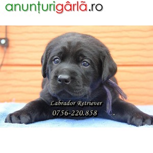 Imagine anunţ Labrador Retriever Negru de Vanzare