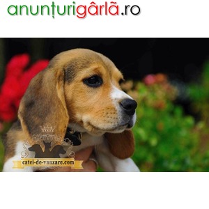 Imagine anunţ Beagle de vanzare, tricolor