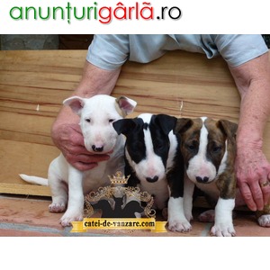 Imagine anunţ Bull Terrier de vanzare