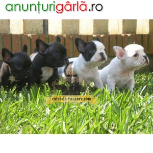Imagine anunţ Catei Bulldog Francez de Vanzare in Bucuresti