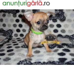 Imagine anunţ Catei Chihuahua Toy de Vanzare