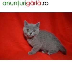 Imagine anunţ Pisici British SH Blue sau Silver Tabby de Vanzare in Bucuresti