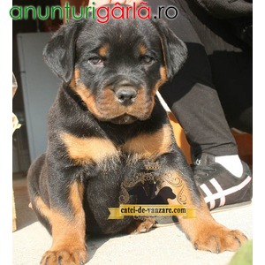 Imagine anunţ Rottweiler de vanzare, TRANSPORT GRATUIT IN TARA