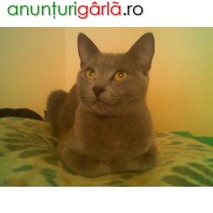 Imagine anunţ Vand pisicuta albastru de Rusia