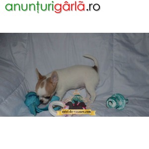 Imagine anunţ Catei Chihuahua Toy de Vanzare in Bucuresti