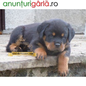 Imagine anunţ Catei Rottweiler de Vanzare in Bucuresti