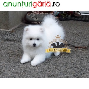 Imagine anunţ Spitz Pomeranian de vanzare