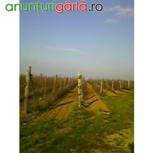Imagine anunţ Vand teren plantatie viticola