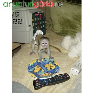 Imagine anunţ Adorabil maimuțe copil capuhcin de vânzare.