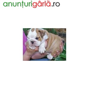 Imagine anunţ Adorabil pui bulldog englez de adoptare
