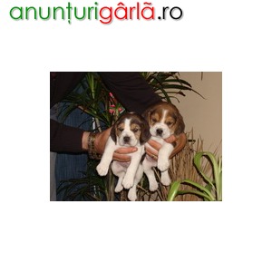 Imagine anunţ Beagle, tricolori