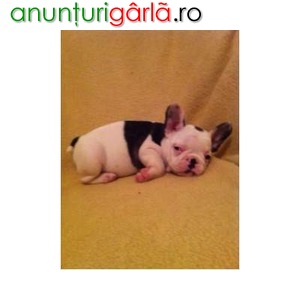 Imagine anunţ Pui bulldog francez pentru adoptarea