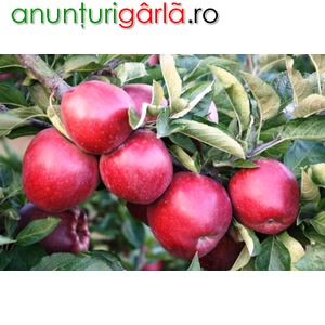 Imagine anunţ pomi fructiferi de vanazre