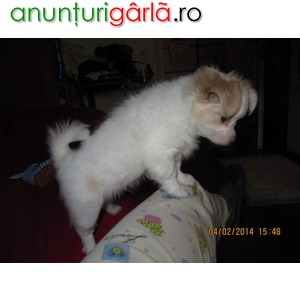 Imagine anunţ pui Chihuahua pentru adoptarea